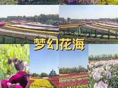-荷兰花海