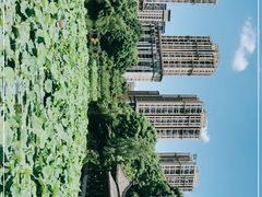 -龙头寺公园