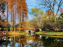 -上海共青森林公园