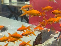 -水边人家·鱼宴餐厅·淳鱼馆(千岛湖店)