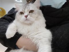 -COLOR PETS 撸猫馆·购猫·猫咖(长风大悦城店)