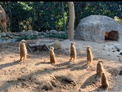-上海野生动物园