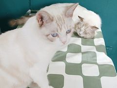 -猫小院猫主题餐厅(南锣旗舰店)