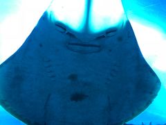 -迪拜水族馆及水下动物园