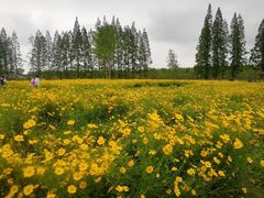 -黄海国家森林公园