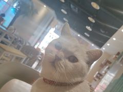 -藏猫猫咖啡主题馆(中央大道店)
