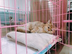 -特一安24小时宠物医院·骨科·中兽医