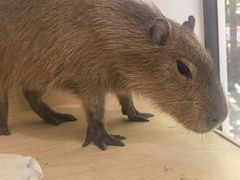 -J Create城市露营咖啡·简餐·宠物(上海动物园店)