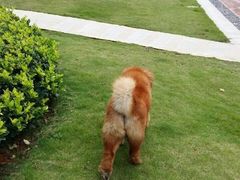 -伟伟宠物医院·CT影像中心·瑞派犬猫综合性门诊(汉口总院)