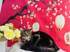 -爱洗澡的猫(望京店)