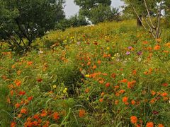 -北京西山国家森林公园