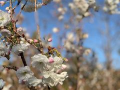-天适樱花悠乐园