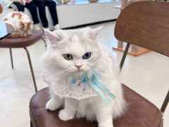 -共舞时光猫咖·狗咖(新街口店)