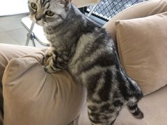 -怪兽屋·羊驼·猫咖·狗咖(俊华广场店)