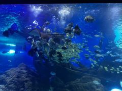 -江和美海洋公园