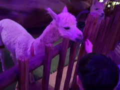 -杭州开元森泊度假乐园