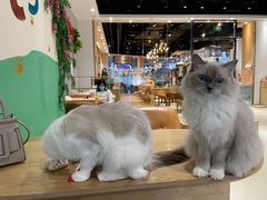 -藏猫猫咖啡主题馆(中央大道店)