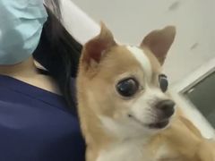 -爱侣宠医·鹦鹉专科·小型哺乳类·异宠专科(灵石路店)