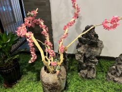 点击看大图 -盘子女人坊古装写真摄影(天津总店)