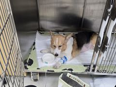 -美联众合动物医院·24h京西诊疗中心