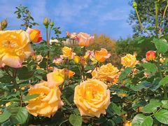 -人民公园(罗湖区)