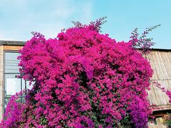 -三圣花乡旅游区