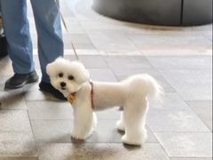 -翊宠yipet猫狗购宠庄园犬舍•猫舍