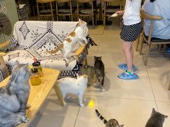 -平行世界·猫咖(首经贸店)