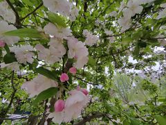 -海棠花溪(元大都城垣遗址公园)