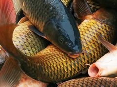 -白洋淀绿淀尚品土特产