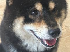 -南京Hallo宠物乐园·哈罗犬舍·柴犬繁育基地