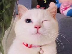 -开间茶馆·围炉煮茶