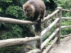 -峨眉山风景名胜区
