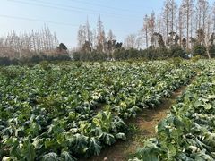 -上海长兴岛郊野公园