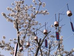 -顾村公园