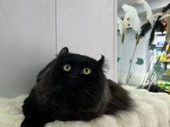 -爱洗澡的猫(望京店)