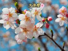 -上海辰山植物园