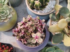 -双季花艺园艺市场(浦东店)