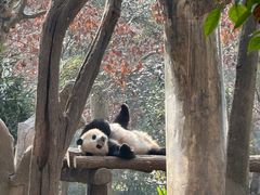 -都江堰中华大熊猫苑
