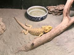 -上海大自然野生昆虫馆(东方明珠·爬宠昆虫探索中心)