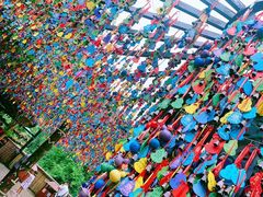 -西双版纳原始森林公园