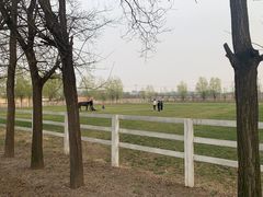-北京群众马术培训基地
