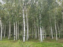 -长春市南湖公园