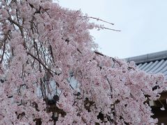 -醍醐寺