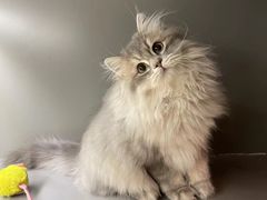 -猫大福·Fortune Cat猫舍(百子湾店)