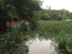 -南宁良凤江国家森林公园