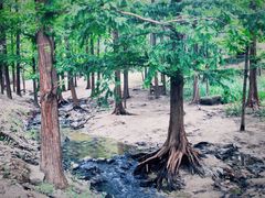 -白水寺森林公园