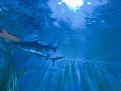 -锦艺城海洋馆