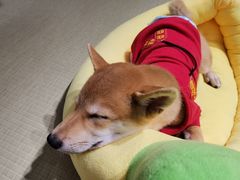 -逗柴咖啡屋·狗咖猫咖宠物桌游