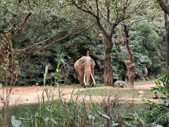 -广州长隆野生动物世界
